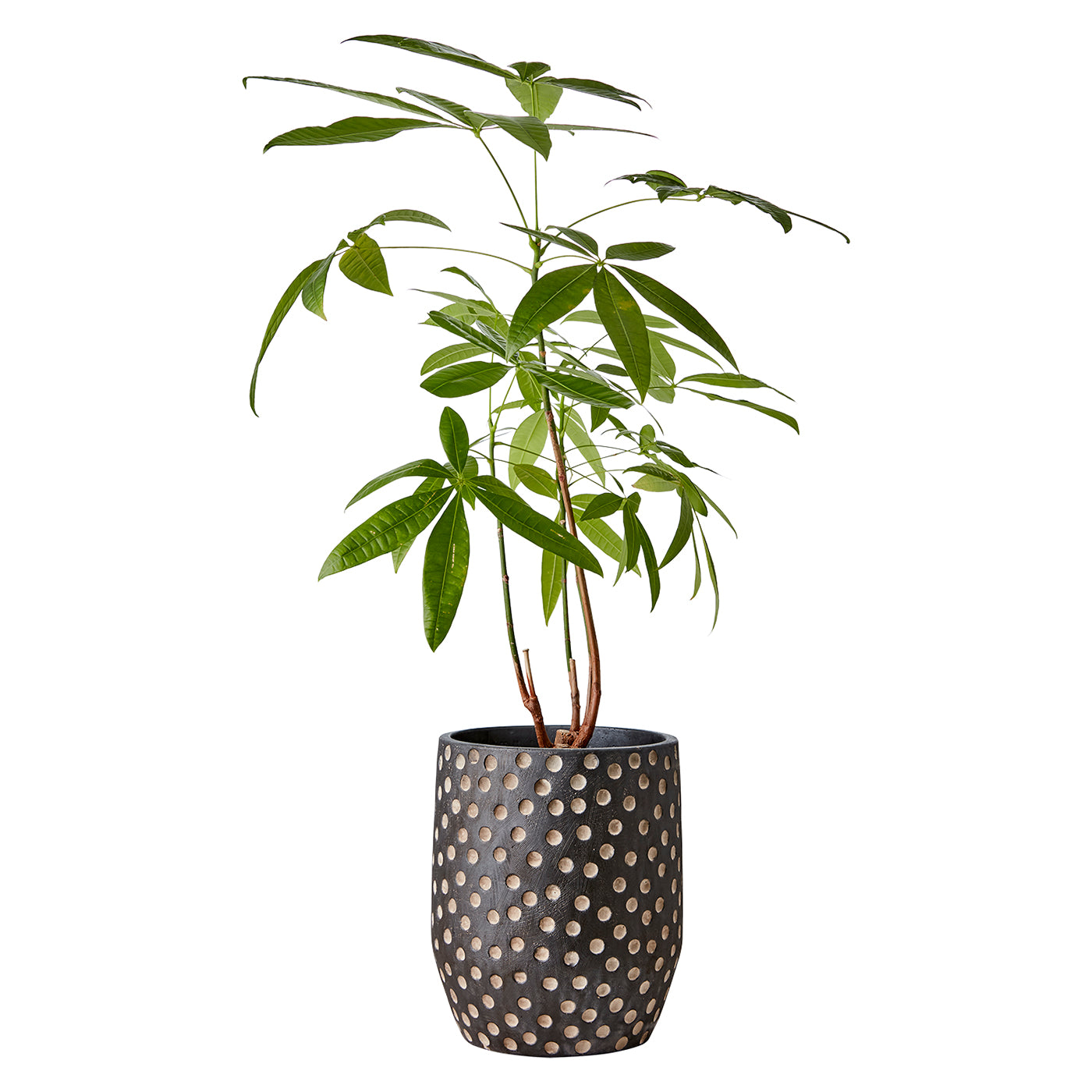 Maceta CAMILLE M, Negro/ Marrón H:24cm