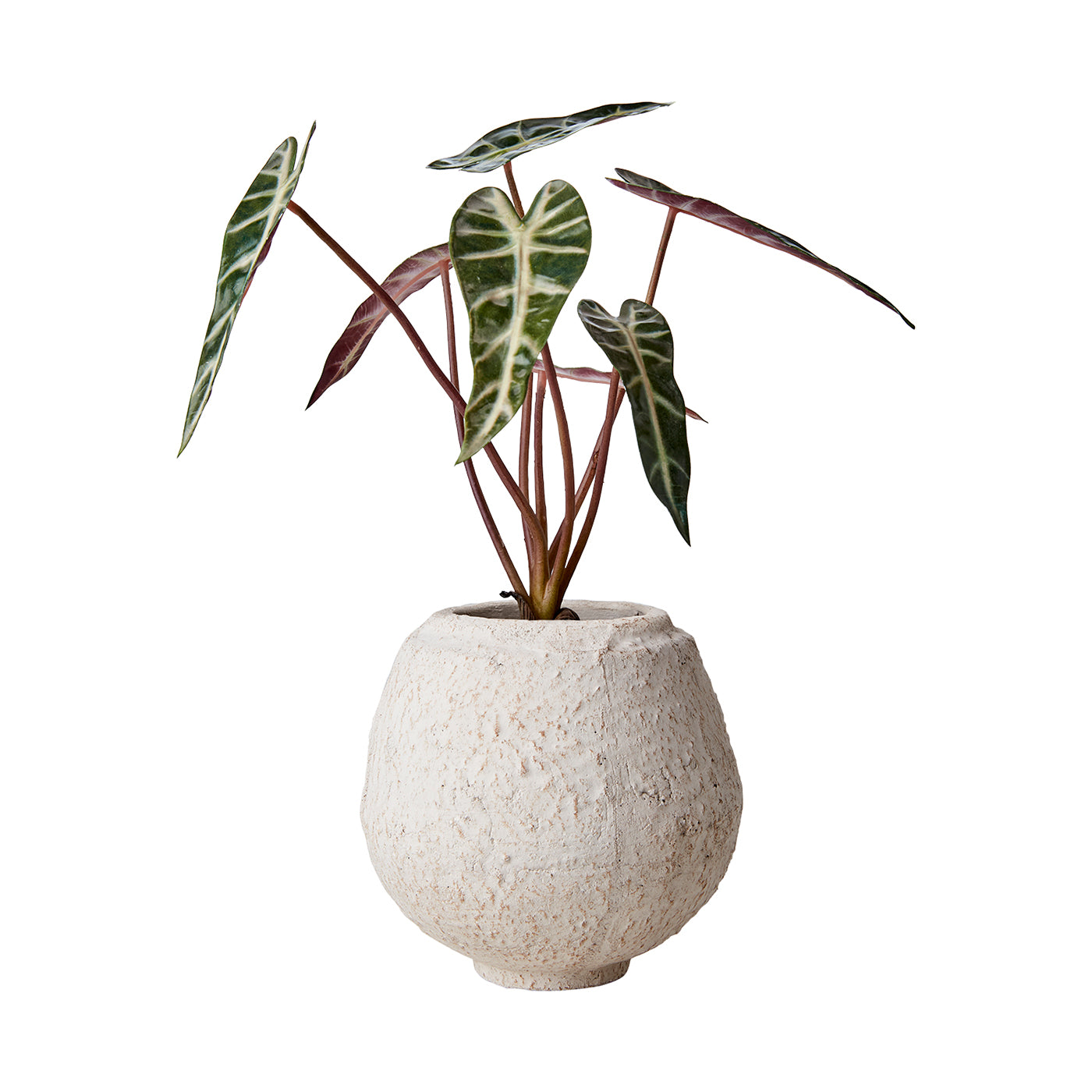 Maceta S, Blanco crudo CREAM, Ø16xH17 cm
