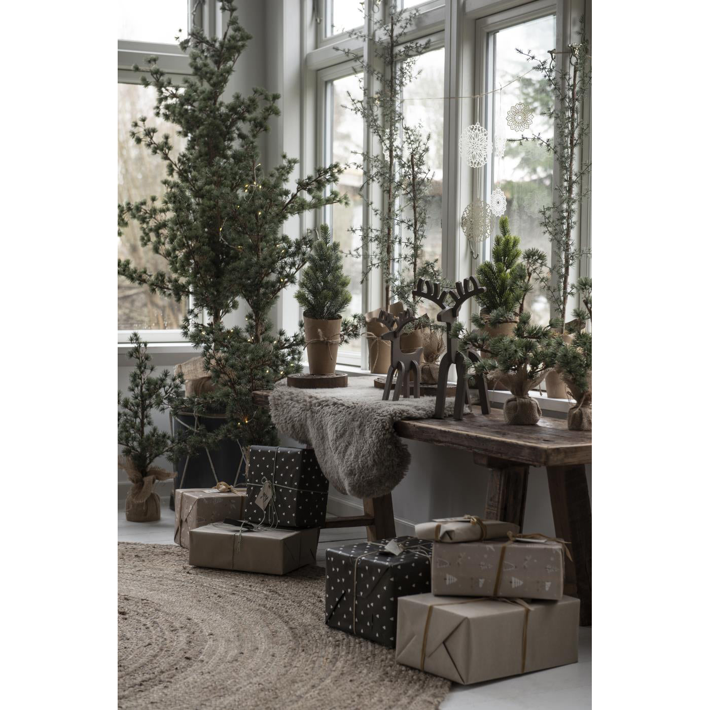 Cedro con macetero de papel H: 130 cm Ø: 20 cm