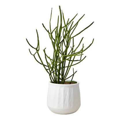 Maceta L, Blanco COCOS, Ø12/17xH15 cm